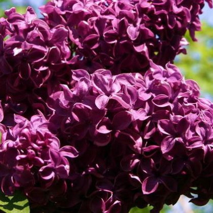 Сирень «Николай Михайлов»