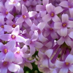 Сирень Венгерская розовая