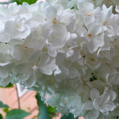 Сирень белая «Махровая»