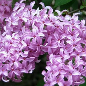 Сирень персидская «Нибра» (Nibra)