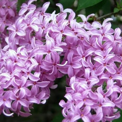 Сирень персидская «Нибра» (Nibra)