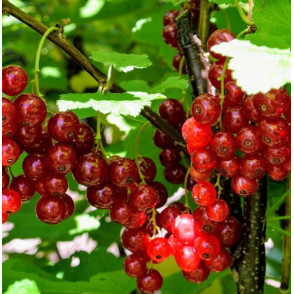 Смородина «Красная Голландская»