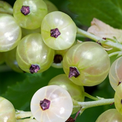 Смородина белая «Смольяниновская»