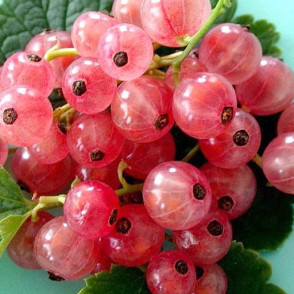 Смородина розовая