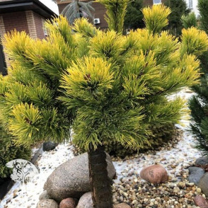 Сосна «Голд Стар» на штамбе