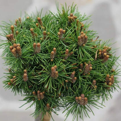 Сосна Мини Мини на штамбе