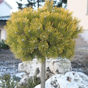 Сосна горная «Винтер Голд» на штамбе