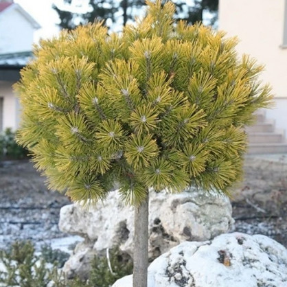 Сосна горная Винтер Голд на штамбе