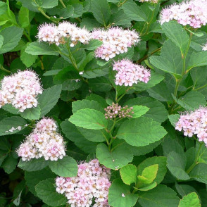 Спирея березолистная «Пинк Спаркл» (Pink Sparkler)