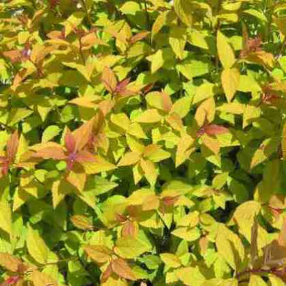 Спирея японская «Фаерлайт» (Firelight)