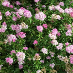 Спирея японская «Широбана» (Генпей)