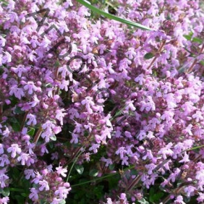 Тимьян обыкновенный