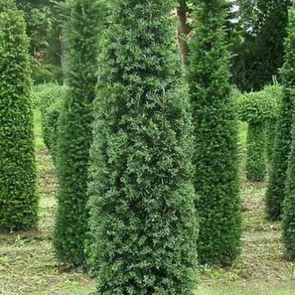 Тис ягодный «Грин Рокет» (Green Rocket)