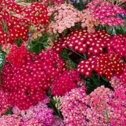 Тысячелистник обыкновенный «Саммер Берри»