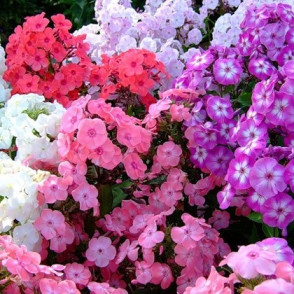 Флокс в ассортименте