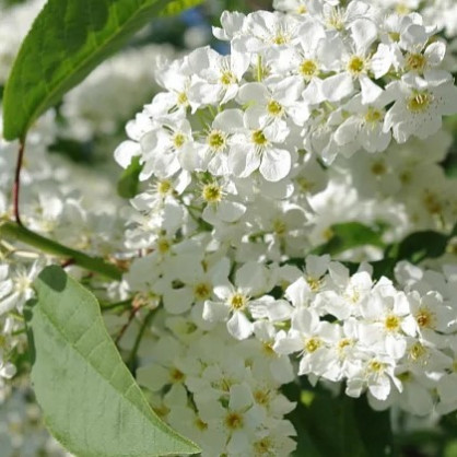 Черемуха «Аурея» (Aurea)