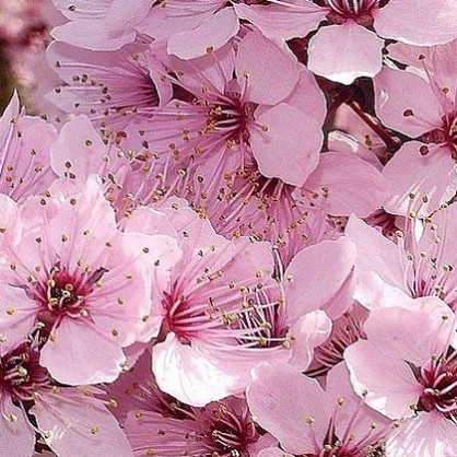 Черемуха виргинская «Шуберт»