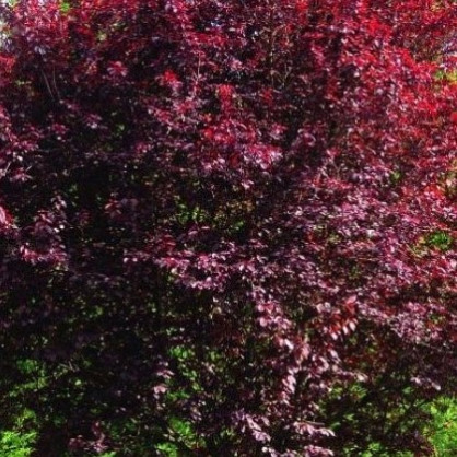 Черемуха краснолистная