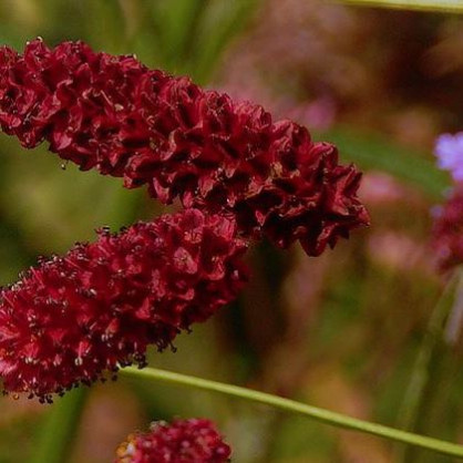 Черноголовник (Кровохлёбка) «Резус»