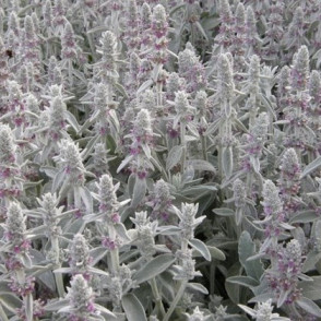 Чистец византийский шерстистый