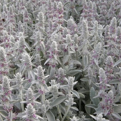 Чистец византийский шерстистый