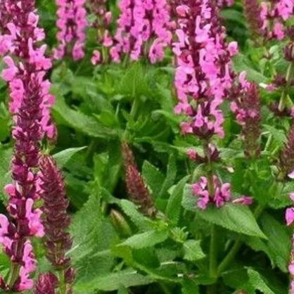 Шалфей дубравный «New Dimension Roze»