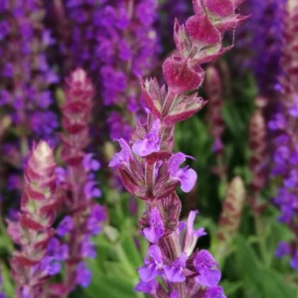 Шалфей дубравный «Вест Фризленд Виолет Блю»