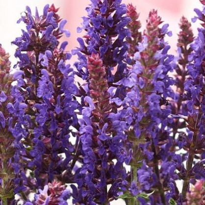 Шалфей дубравный «Сальватор Блю»