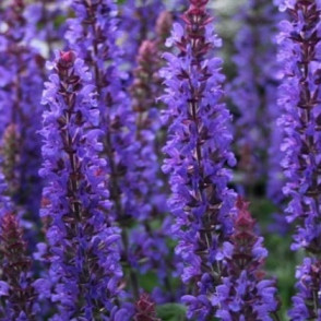 Шалфей пышный «Мерло Блю компакт»