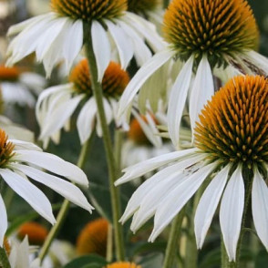 Эхинацея пурпурная «Примадонна Вайл»