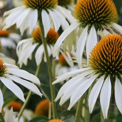 Эхинацея пурпурная «Примадонна Вайл»