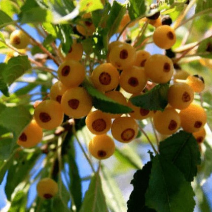 Яблоня декоративная «Брауэрс Бьюти» (Brouwers Beauty)