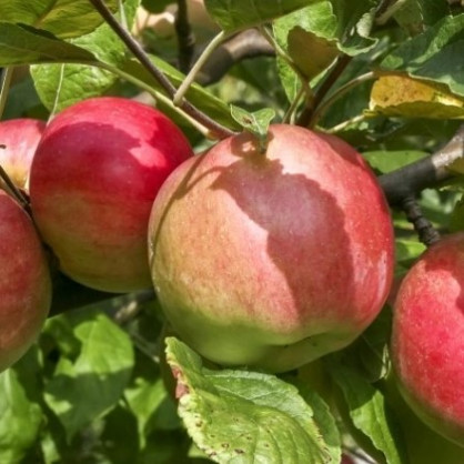 Яблоня «Жигулевское»