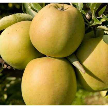 Яблоня «Мутсу» (Malus Mutsu)