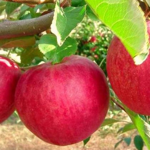 Яблоня «Слава Победителям»