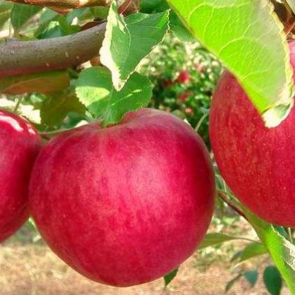 Яблоня «Слава Победителям»