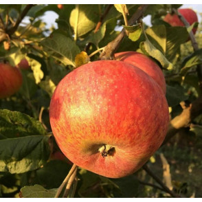 Яблоня «Штрейфлинг» (Штрифель)