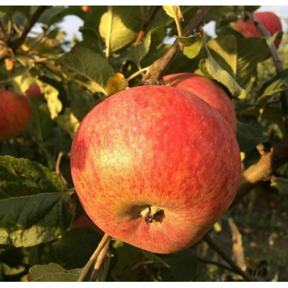 Яблоня «Штрейфлинг» (Штрифель)