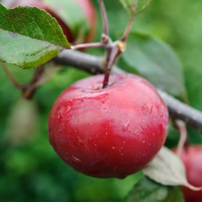 Яблоня «Эра»