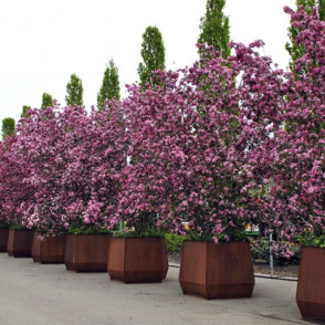 Яблоня декоративная «Рудольф»