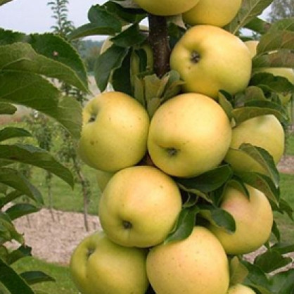 Яблоня колоновидная «Медок»