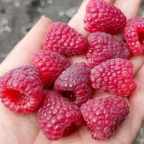 Малина Мапема