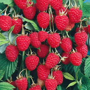 Малина Колокольчик