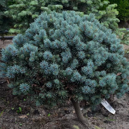 Ель колючая Пали (Picea pungens Pali)