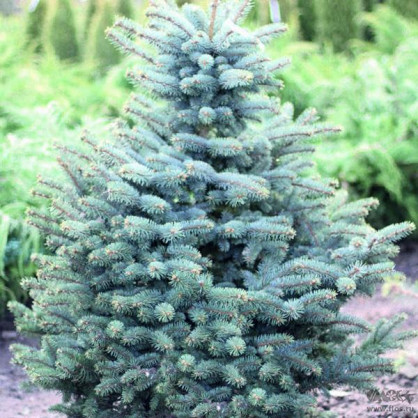Ель голубая Ф.Глаука