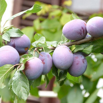 Слива Окская (Prunus Okskaya)