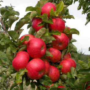 Яблоня колоновидная Стелла