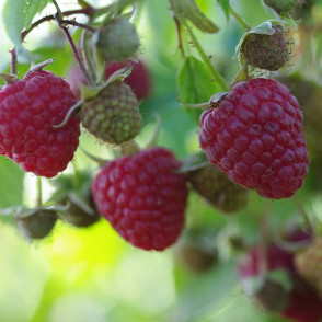 Малина Магда