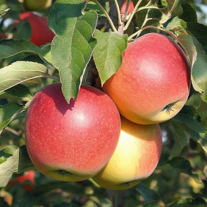 Яблоня Лигол Рэд