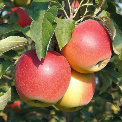 Яблоня Лигол Рэд